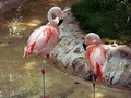 Flamands roses