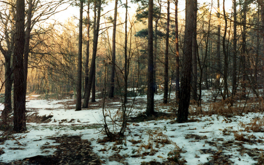 Forêt sous la neige