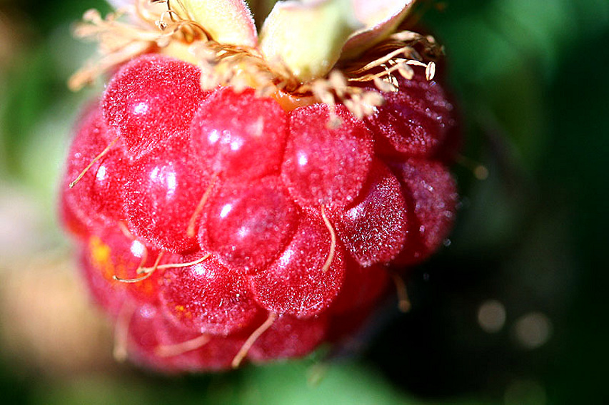 Framboise