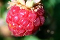 Framboise