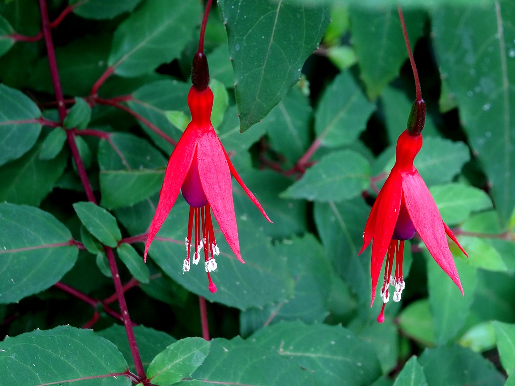 Fuchsia