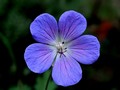 Geranium vivace