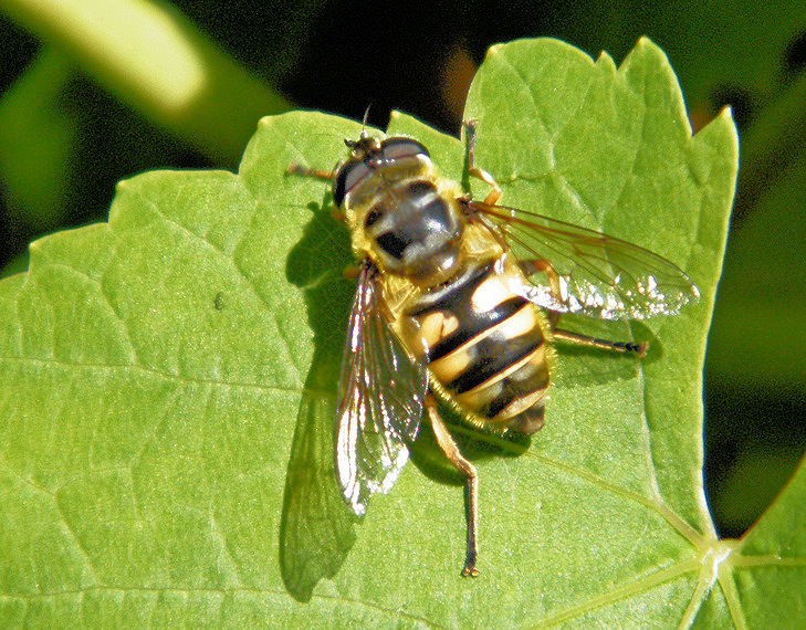 Éristale (Mouche à miel)