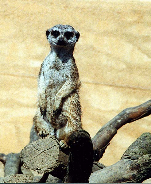 Suricate