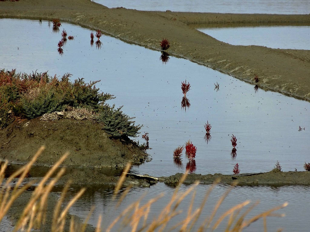 Aquascène - Marais salant