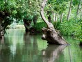 Monstre du marais