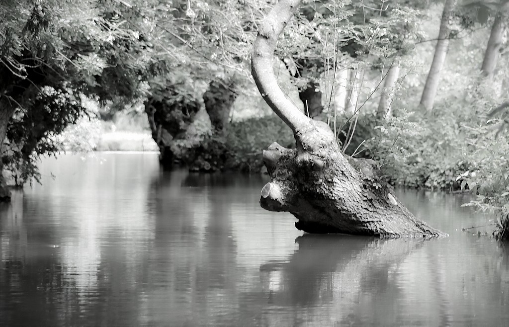 Le monstre du marais poitevin