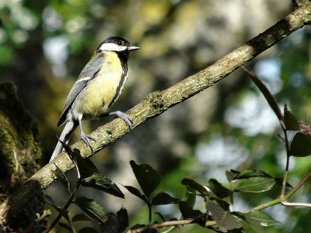 Mésange charbonniere