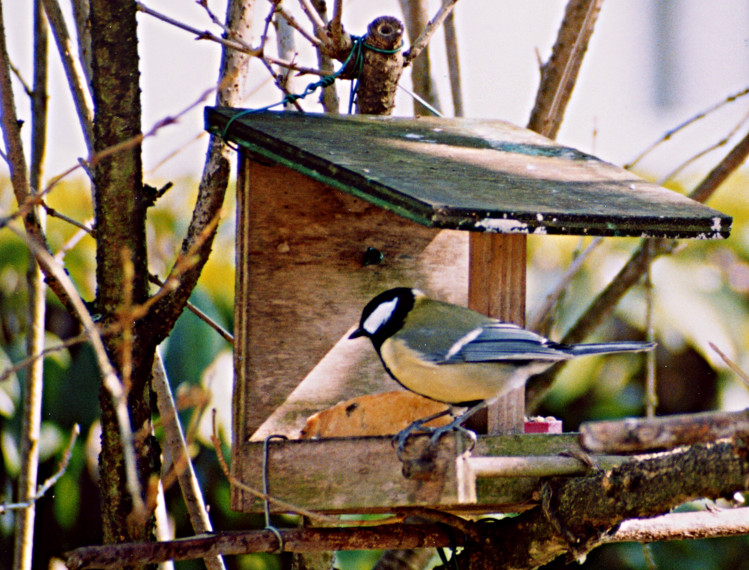 Mésange charbonnière