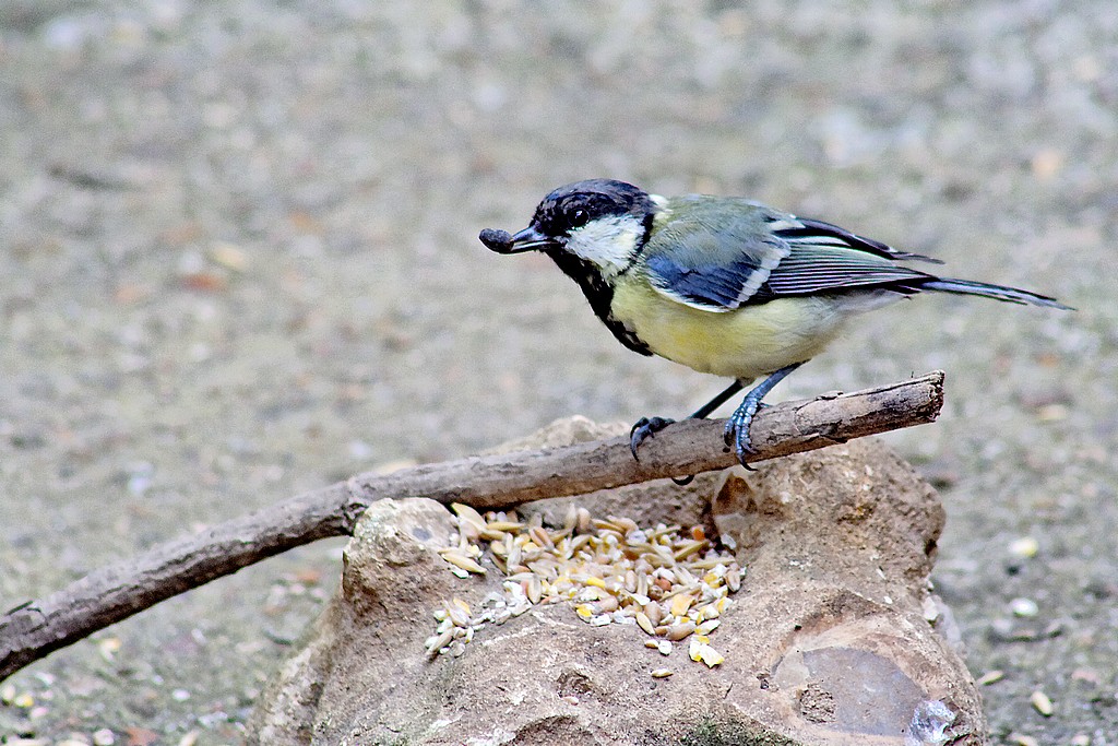 Mésange charbonnière