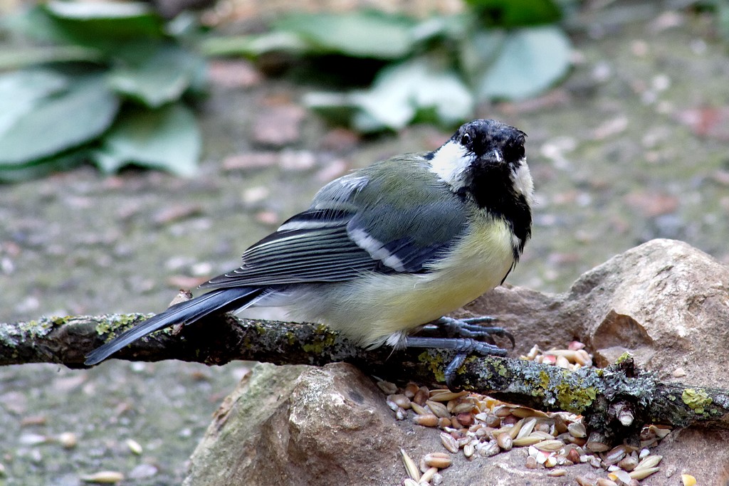 Mésange charbonnière étonnée