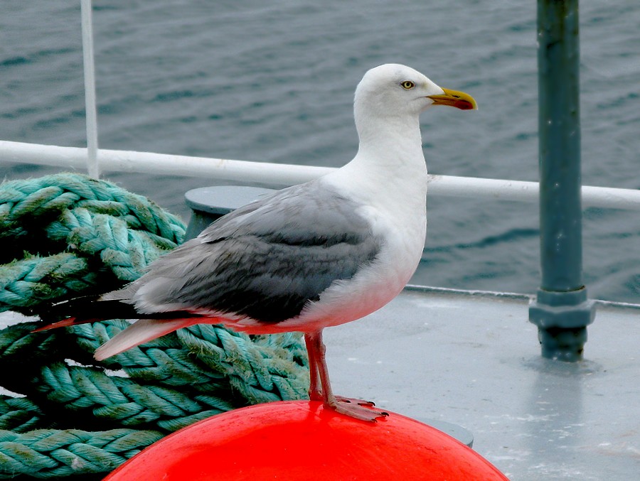 Mouette