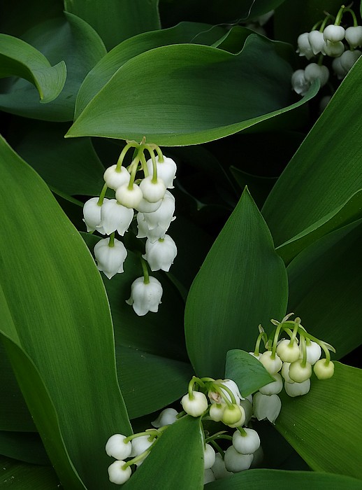 Muguet