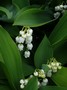 Muguet