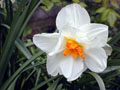 Fleurs de mon jardin