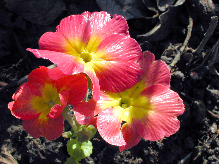 Primevères de mon jardin