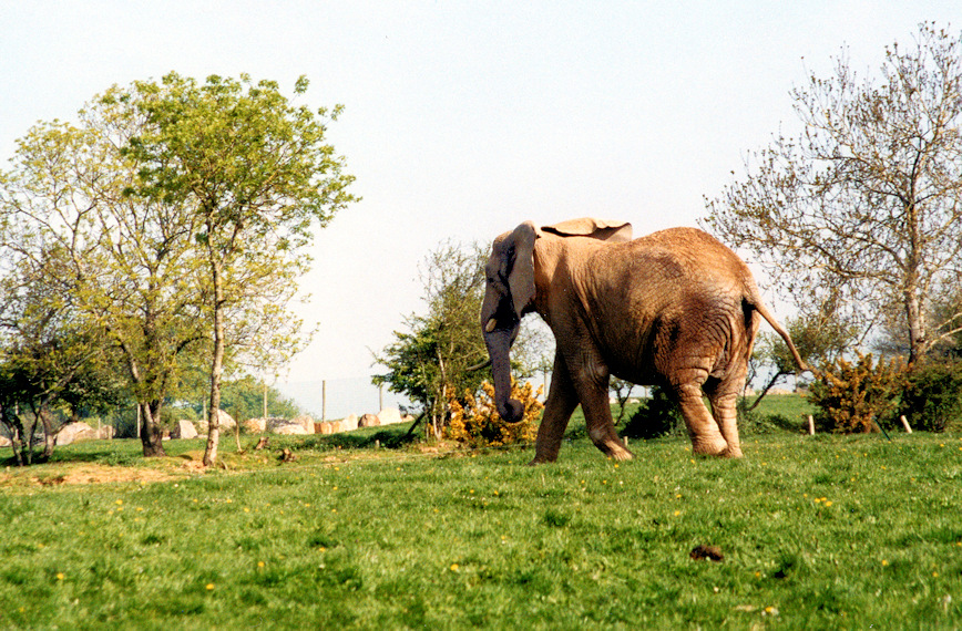 Éléphant (Planète Sauvage)