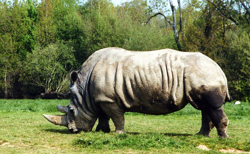 Rhinocéros (Planète Sauvage)