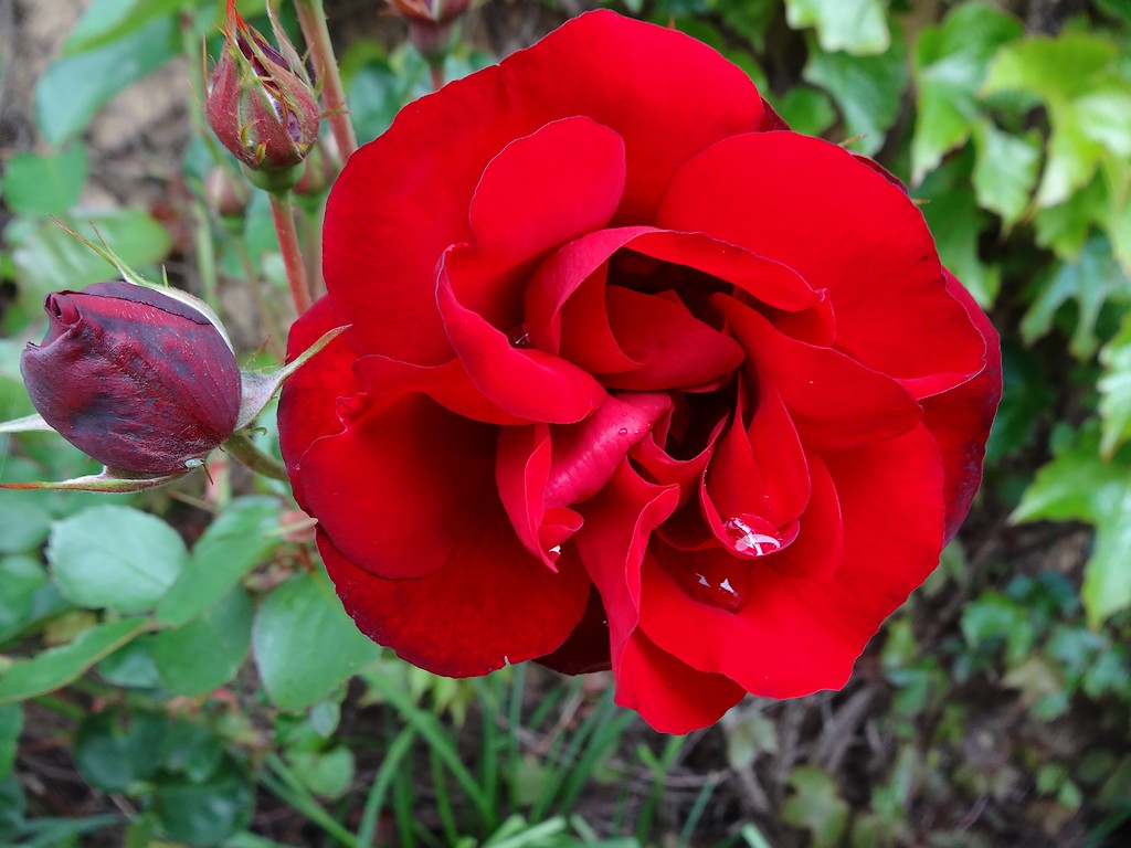 Rose rouge