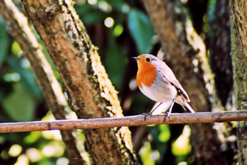 Rouge gorge