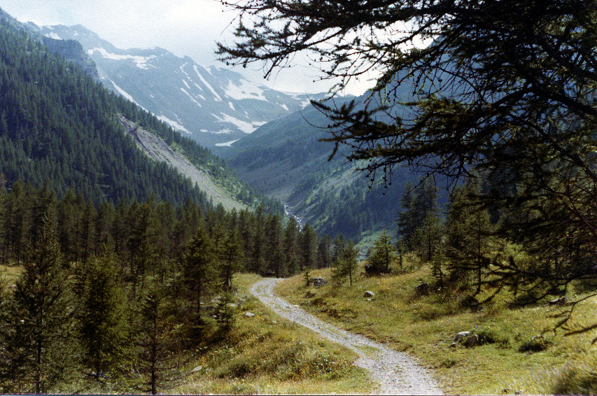 Le sentier (Alpes françaises)