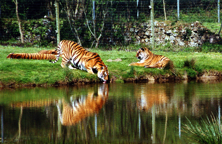 Tigres (Planète Sauvage - Nantes)