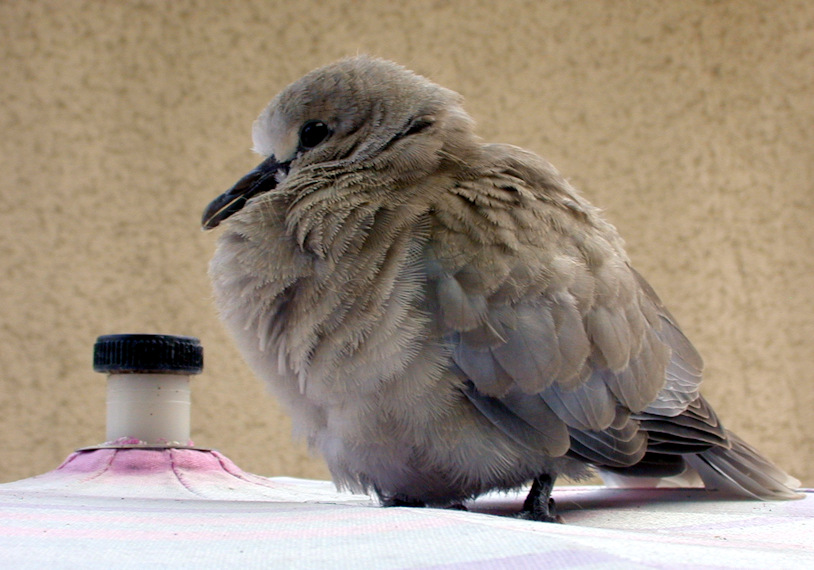 Bébé tourtereau