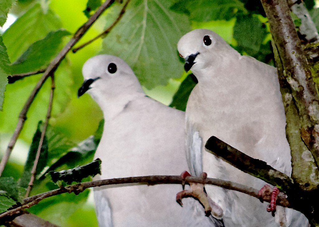 Couple de tourterelles