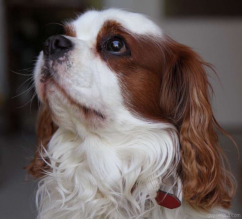 Cavalier King Charles