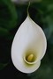 Zantedeschia