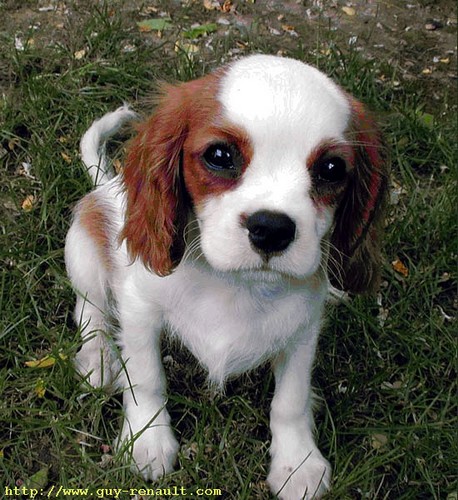 Voxi est un Cavalier King Charles Blenheim