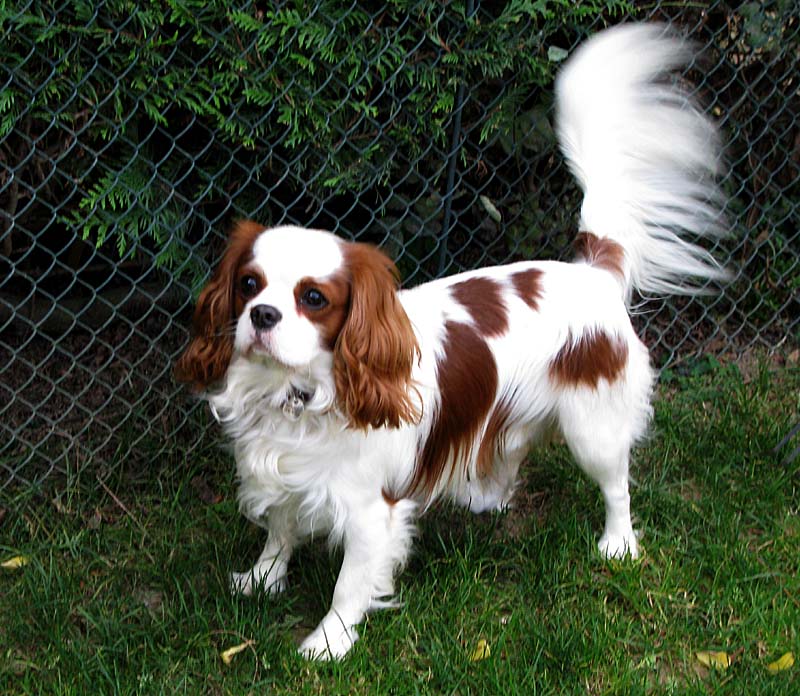 Cavalier King Charles