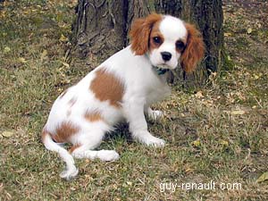 Chiot Cavalier King Charles